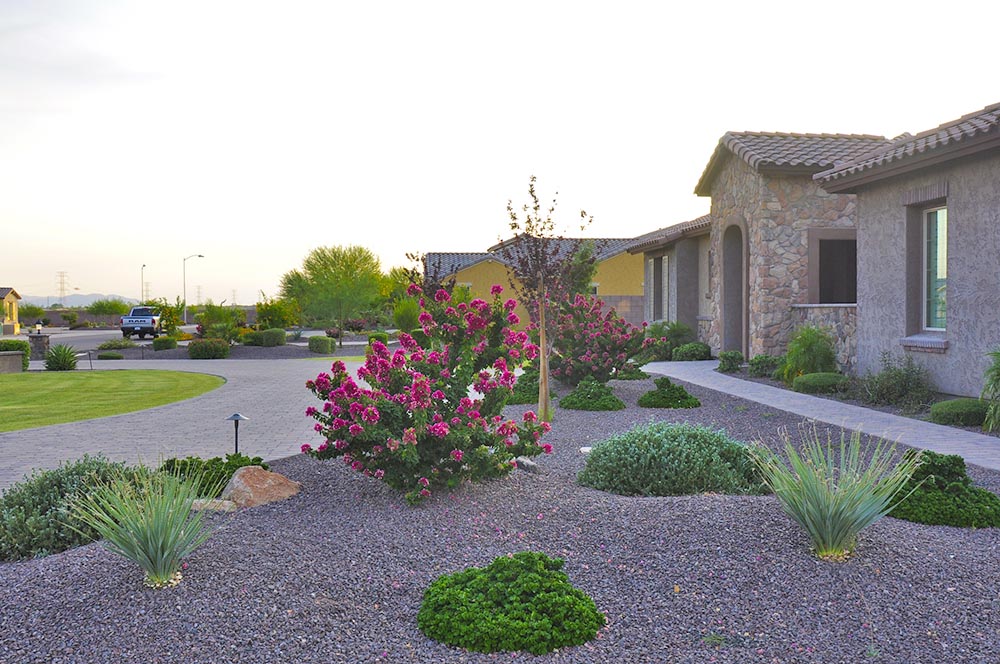 Front yard desert gravel landscape with drought-adapted plants and paver drive